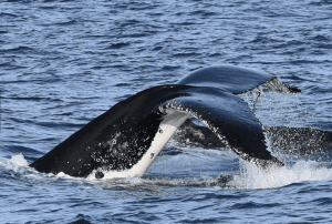 Whale diving at Phillip island